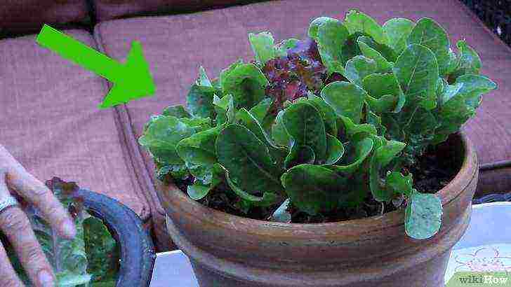 lettuce leaf aficion how to grow at home