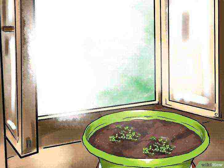 lettuce leaf aficion how to grow at home