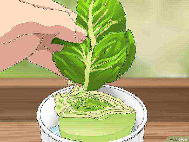 lettuce leaf aficion how to grow at home