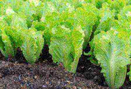 lettuce leaf aficion how to grow at home