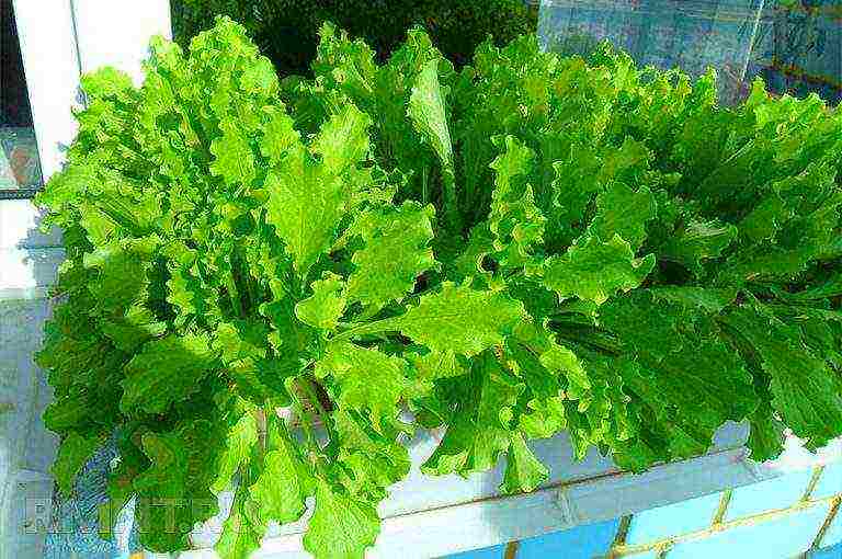 lettuce leaf aficion how to grow at home