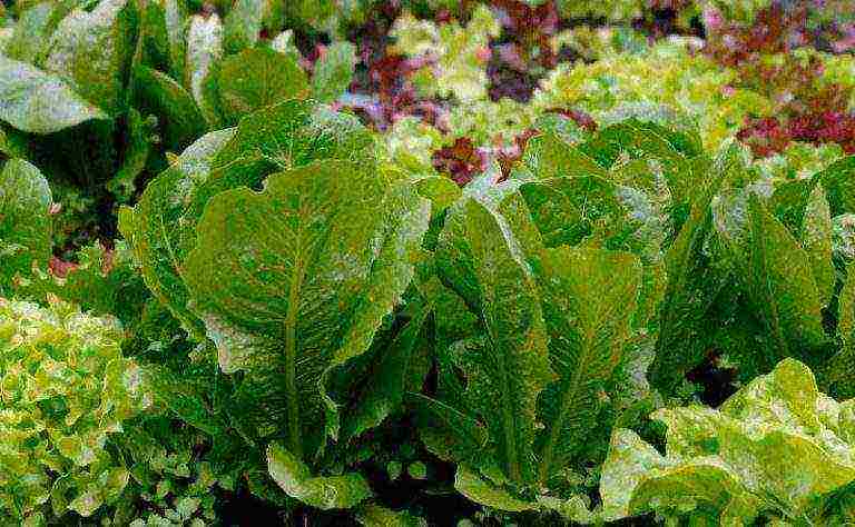 lettuce leaf aficion how to grow at home