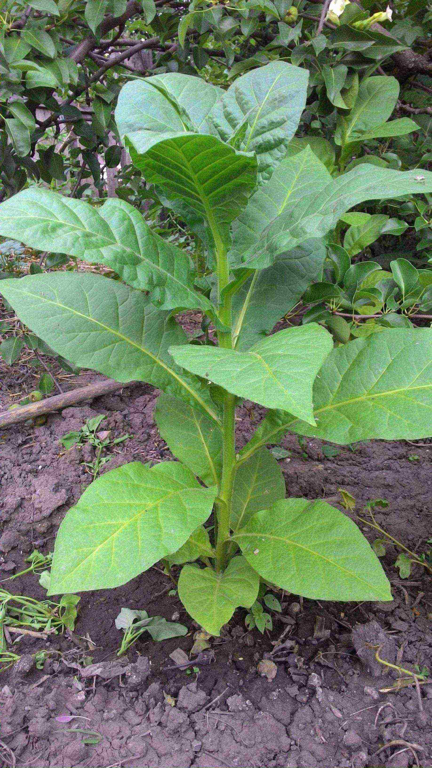 self-garden tobacco how to grow at home black soil