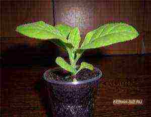 self-garden tobacco how to grow at home black soil