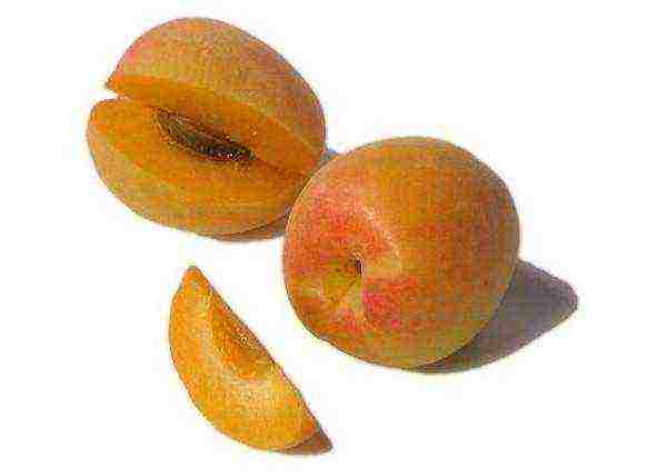 The most unusual hybrids of apricot, peach, plum and apple