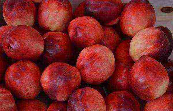 The most unusual hybrids of apricot, peach, plum and apple