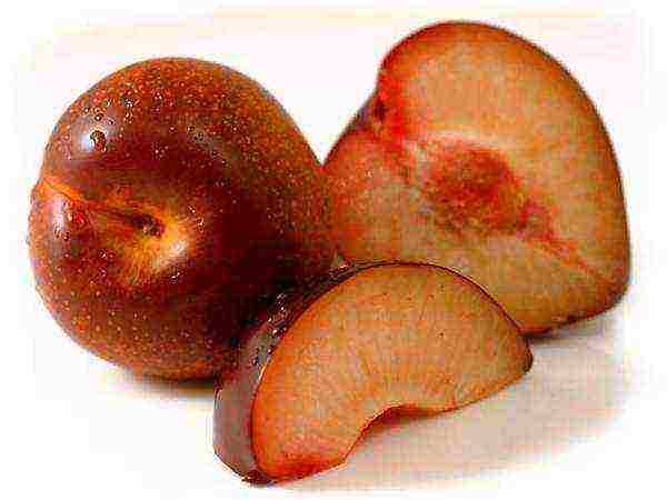The most unusual hybrids of apricot, peach, plum and apple