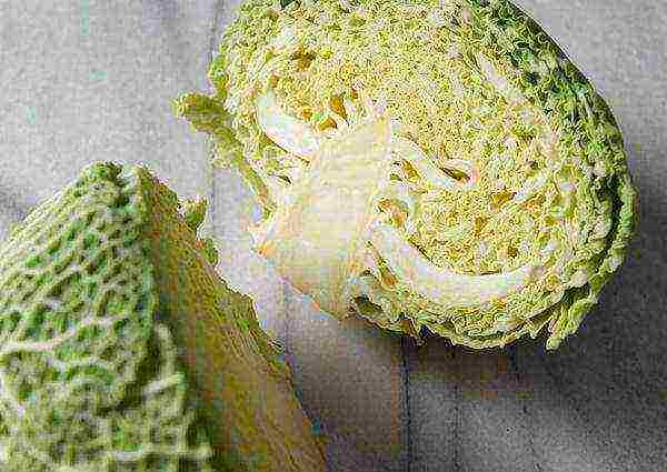Savoy cabbage harvest begins in July
