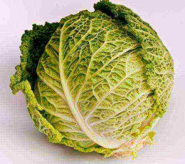 Savoy cabbage can weigh up to 3kg