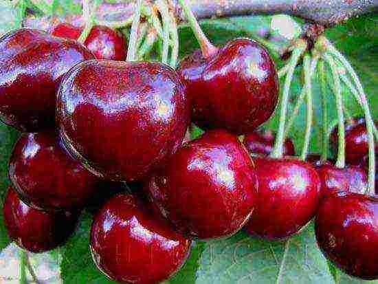 Iput cherry sa bush