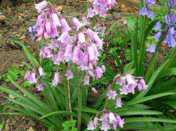 scilla spanish planting and care in the open field