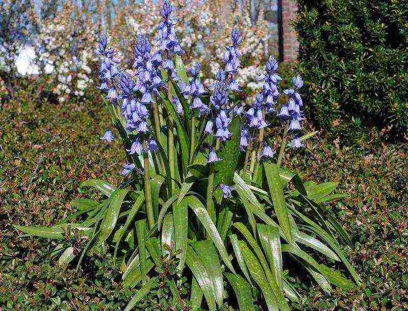 scilla spanish planting and care in the open field