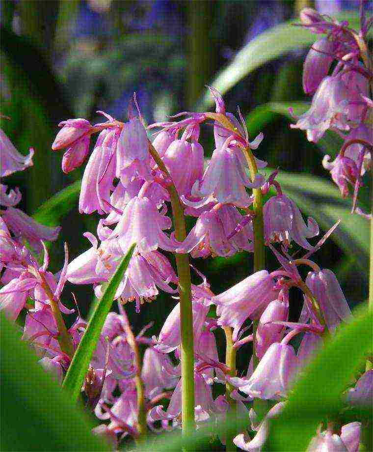 scilla spanish planting and care in the open field