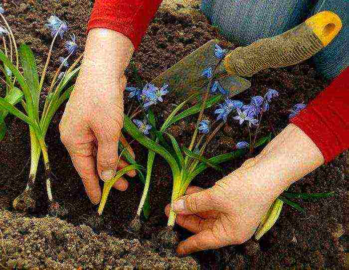 scilla spanish planting and care in the open field