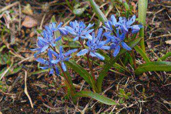 scilla spanish planting and care in the open field