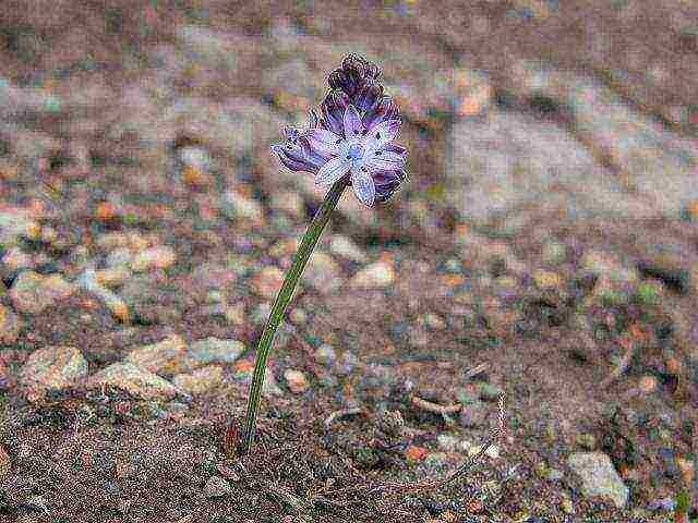 scilla spanish planting and care in the open field