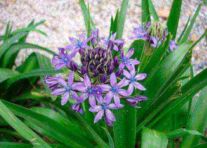 scilla spanish planting and care in the open field