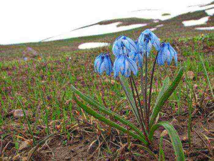 scilla spanish planting and care in the open field