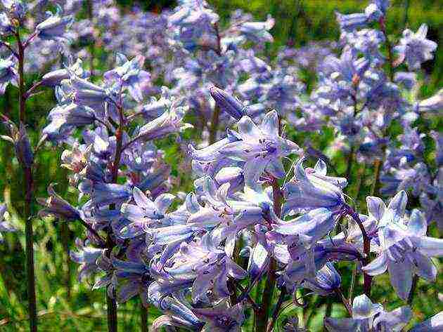 scilla spanish planting and care in the open field