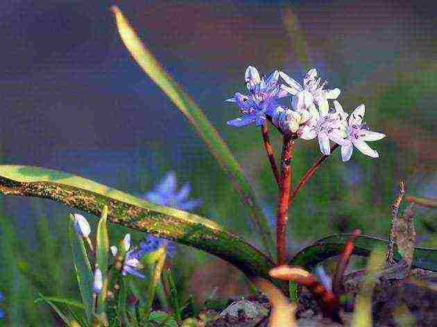 scilla spanish planting and care in the open field