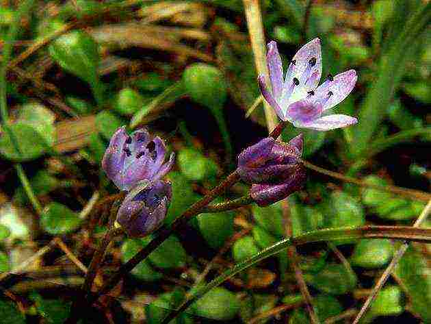 scilla spanish planting and care in the open field