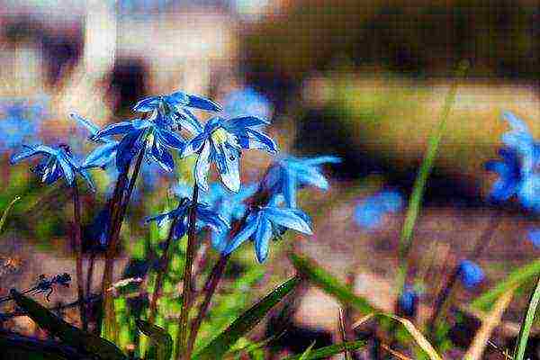 scilla planting and care in the open field in the fall