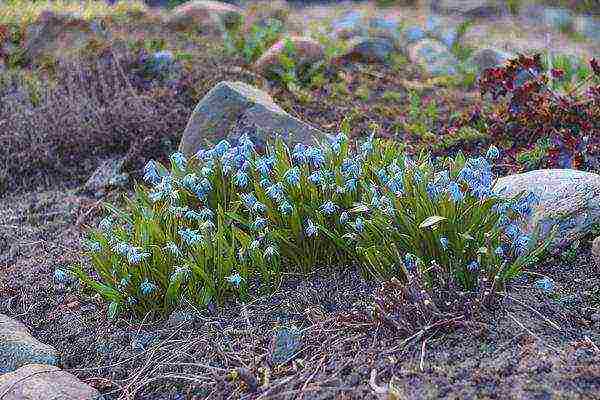 scilla planting and care in the open field in the fall