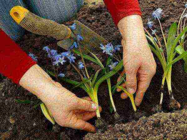 scilla planting and care in the open field in the fall