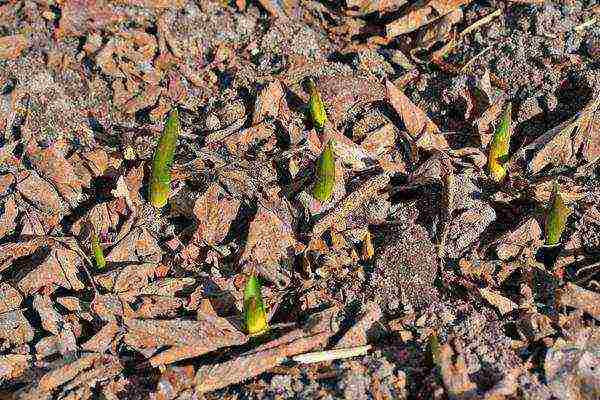 scilla planting and care in the open field in the fall