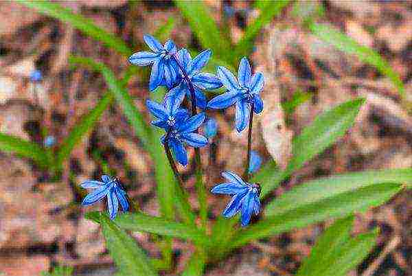 pagtatanim ng scilla at pangangalaga sa bukas na bukid sa taglagas