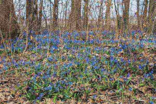 scilla planting and care in the open field in the fall