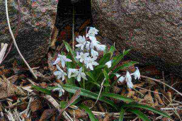 scilla planting and care in the open field in the fall