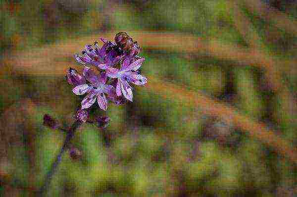 scilla planting and care in the open field in the fall