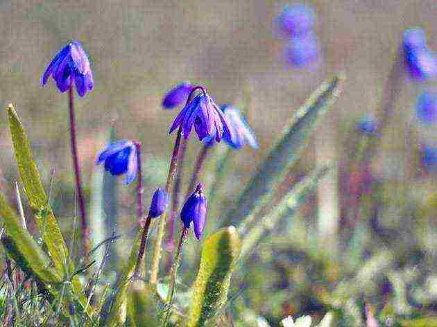 scilla planting and care in the open field in the fall