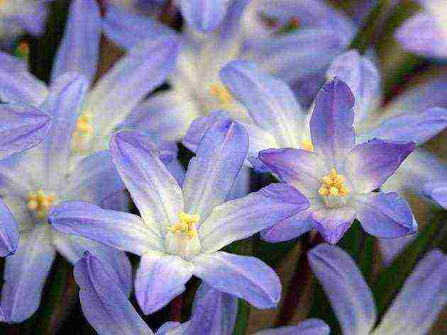 scilla planting and care in the open field in the fall