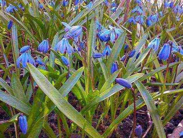 scilla planting and care in the open field in the fall