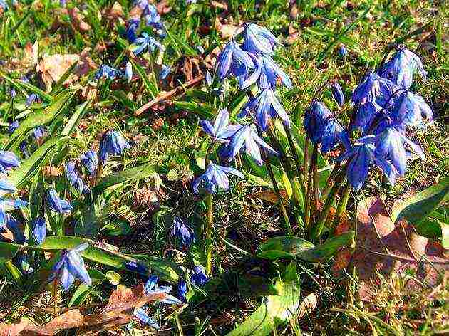 scilla planting and care in the open field in the fall
