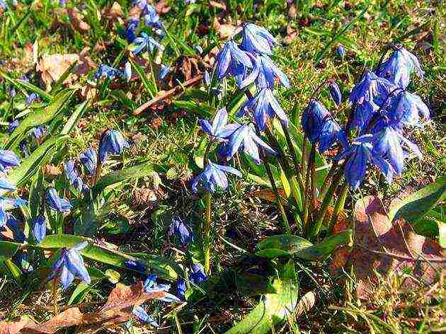 زراعة scilla ورعاية في الحقل المفتوح في الخريف