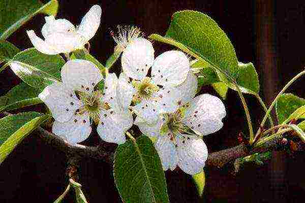 Flowering pear