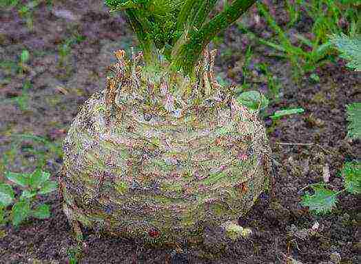 celery the best varieties