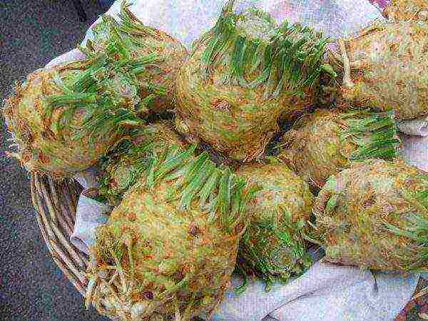 Celery roots in baskets