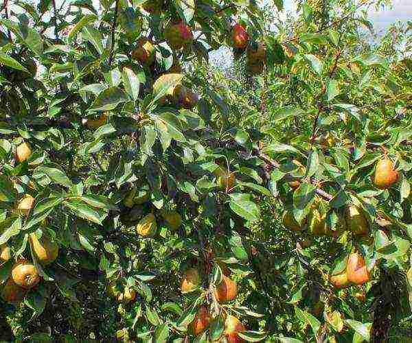 Ang isang tampok ng Severyanka pear variety ay ang mataas na tigas sa taglamig at ang pangangailangan para sa polinasyon.