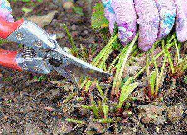 Removing foliage after harvesting strawberries is a prevention of gray rot