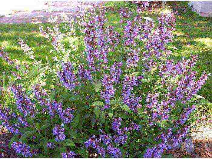 sage kubanets planting and care in the open field