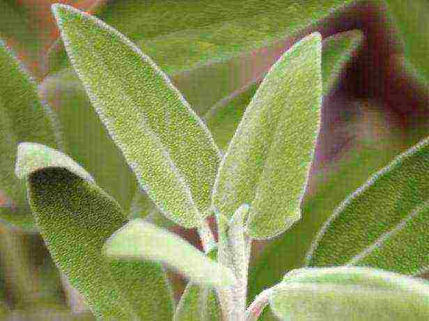 sage kubanets planting and care in the open field