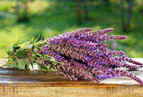 sage kubanets planting and care in the open field