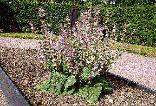 sage kubanets planting and care in the open field