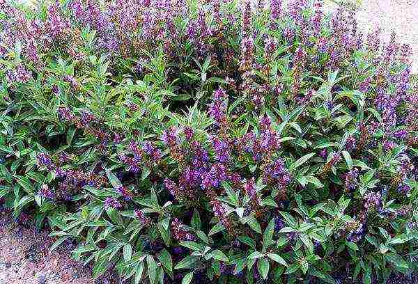 sage kubanets planting and care in the open field