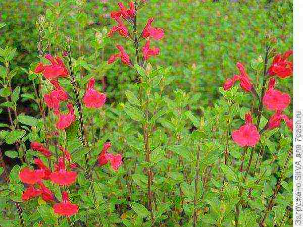 sage kubanets planting and care in the open field