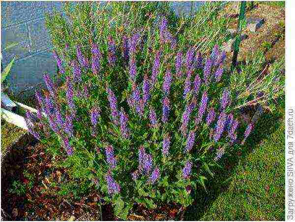 sage kubanets planting and care in the open field